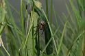 Larinioides_sclopetarius_D5105_Z_88_Canal du Nivernais_Frankrijk